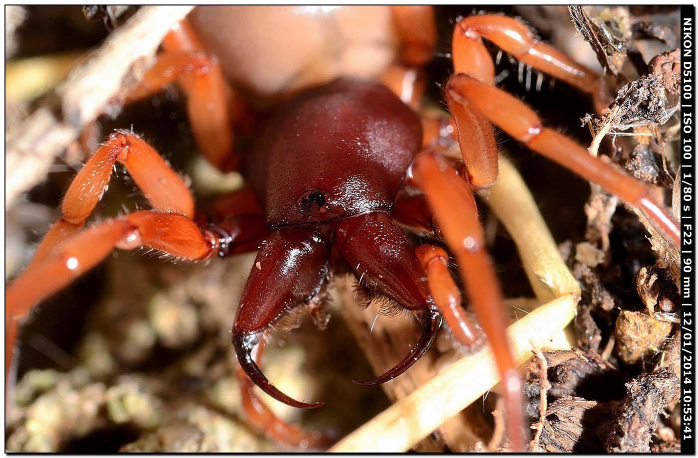 Dysdera sp., Dysderidae - Alghero (SS)